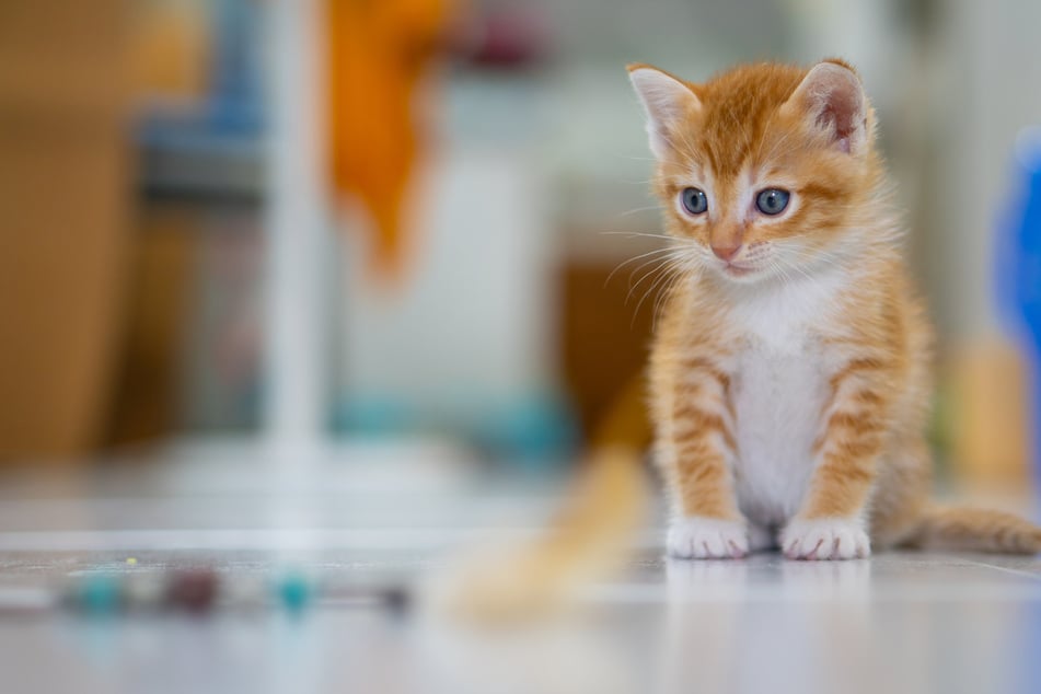 Kitten saved from abusers by little boy who made heartwarming decision!