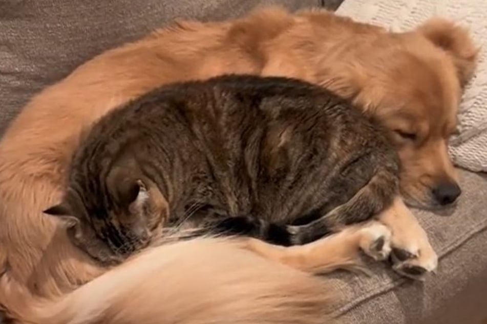 These two animals are clearly content in each other's company.
