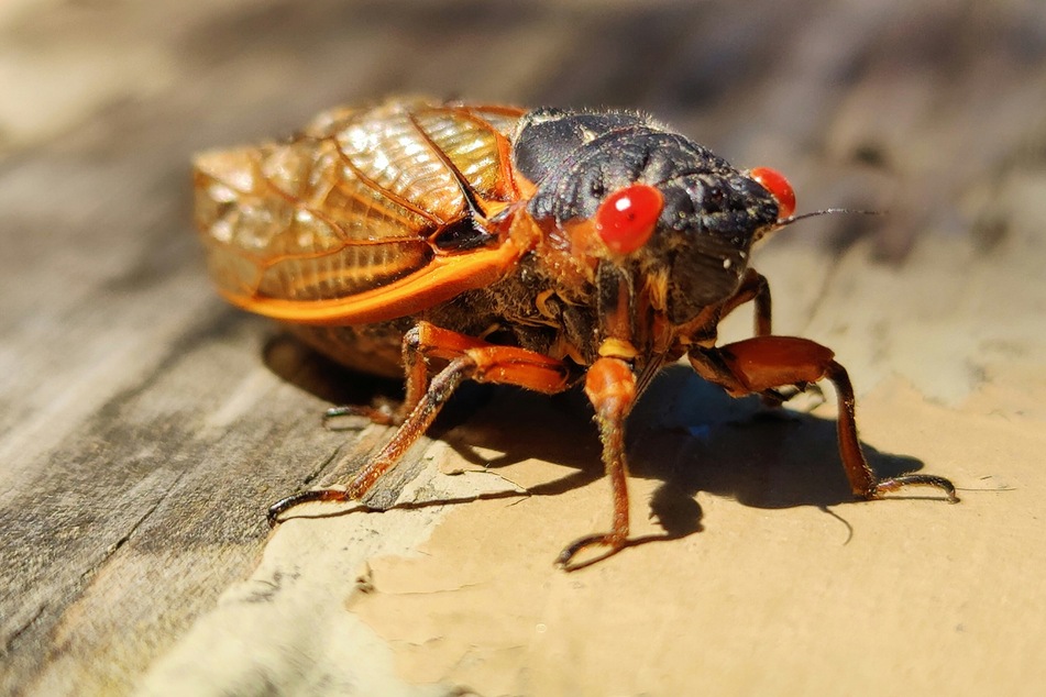Brood XIV cicadas re-emerge in US after almost two decades