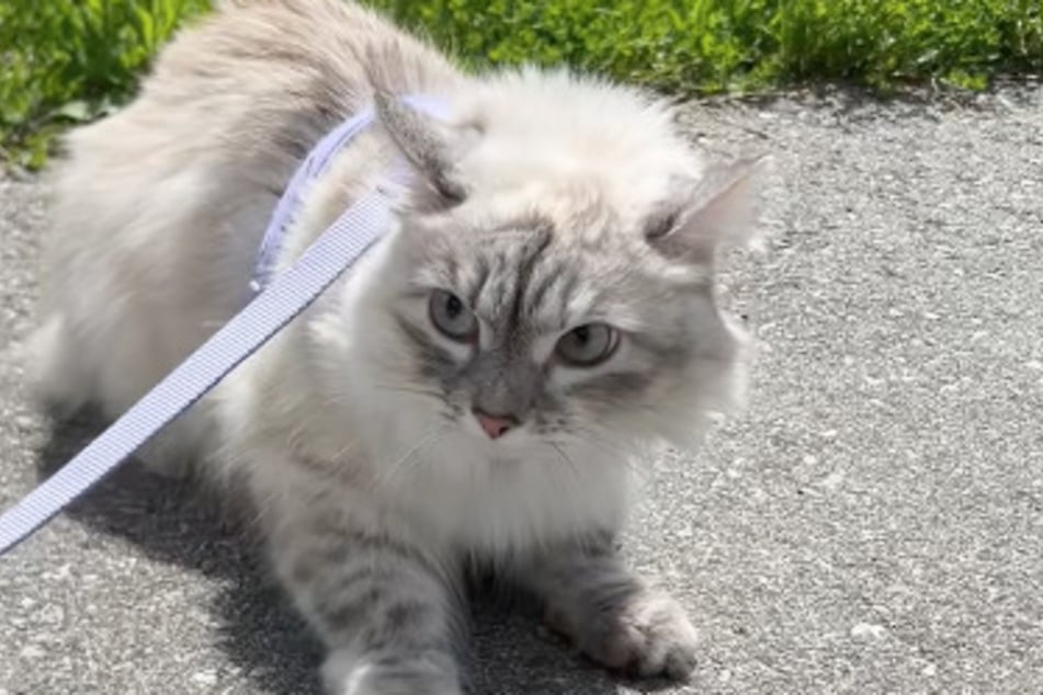 Freya the cat is also regularly frightened on walks.
