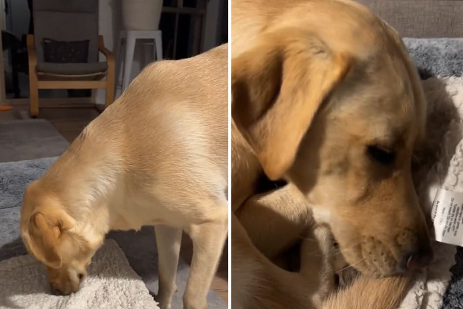 TikTokers say that their dogs have similar diva-like behavior.