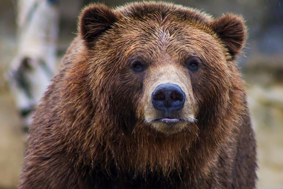The organizers of Fat Bear Week 2026 have been forced to extend voting – these beasts are just too popular!
