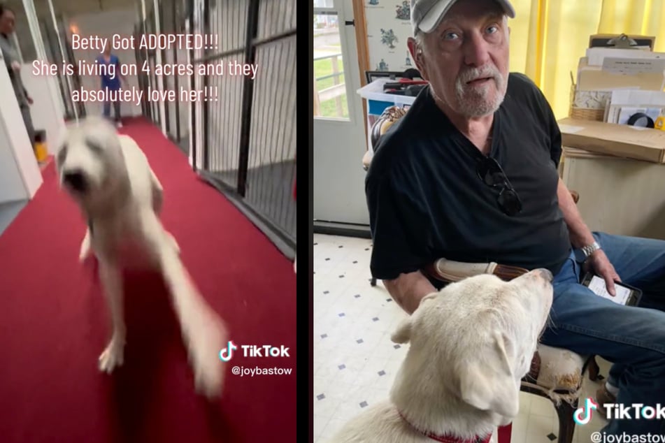 This dog found a forever home after successful rescue and rehab.