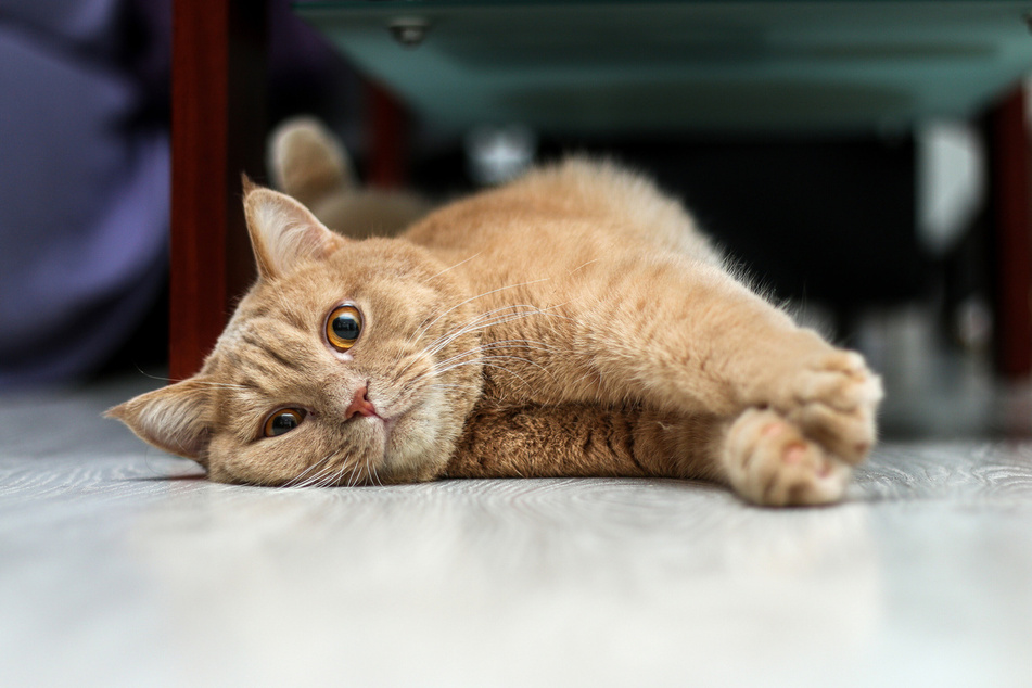 The British shorthair is an incredible sweet, elegant, and loving creature.