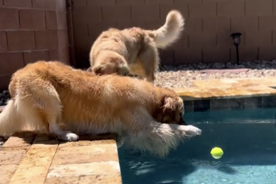 The golden retrievers contend with the cursed swimming pool in several other viral clips.
