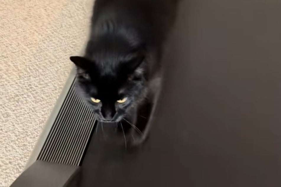 According to his owner, Knuckles took an interest in the treadmill when he was just ten weeks old.