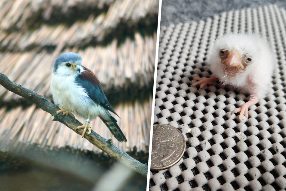 San Antonio Zoo welcomes tiny baby falcon the size of a coin: "such a little cotton ball"