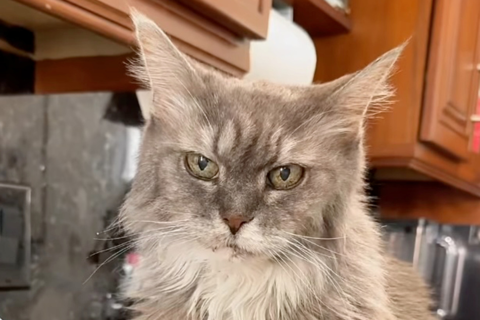 Luna the cat was diagnosed with dementia some time ago.