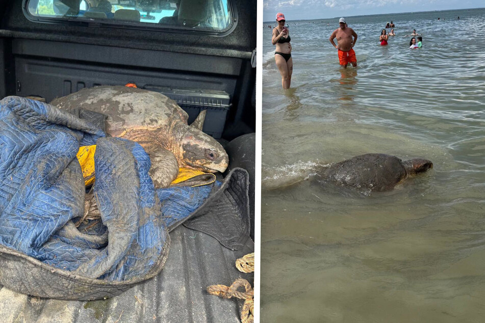 The turtle was released back into the sea after being rescued from the muck.
