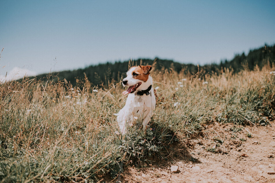 Wire coated dogs have rougher hair on the outside layer of fur/hair.