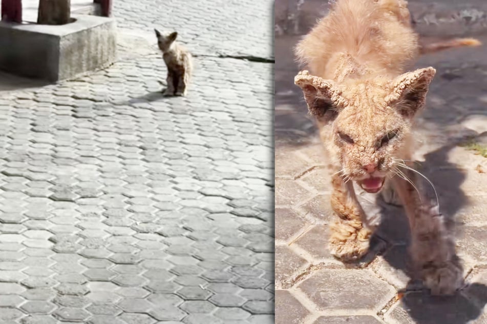 Crusty cat makes heartwarming transformation after being rescued from streets