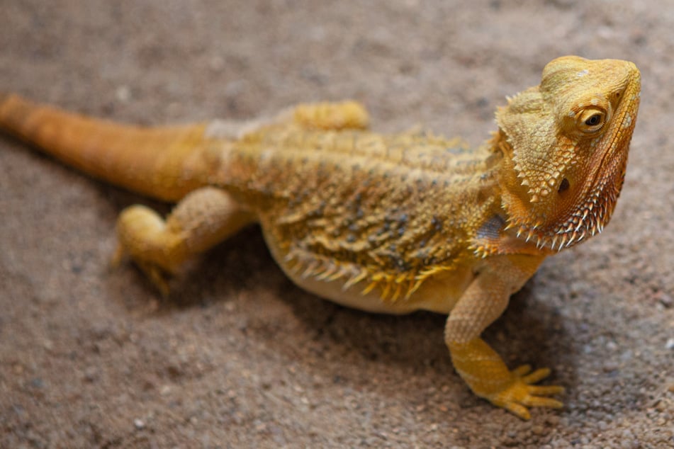 Australian police bust native reptile smuggling ring