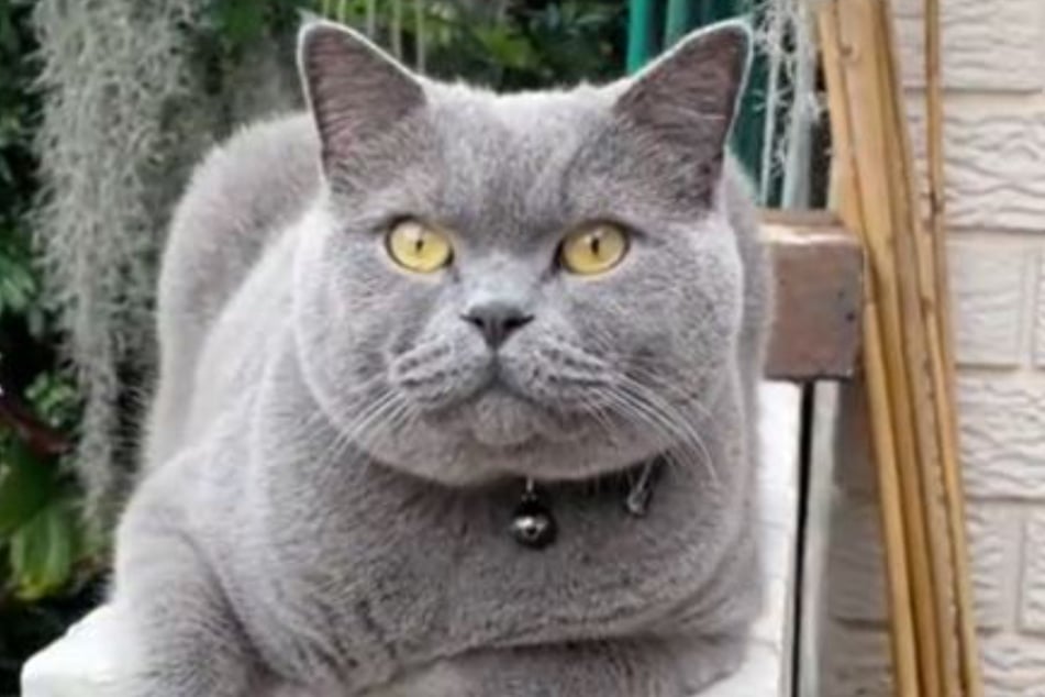 Ciccio the cat enjoys giving himself massages with a new device, and TikTok can't get enough!