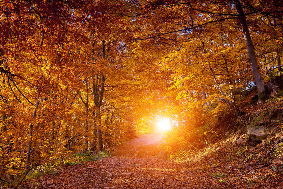 Are you ready for the leaves to turn colors?