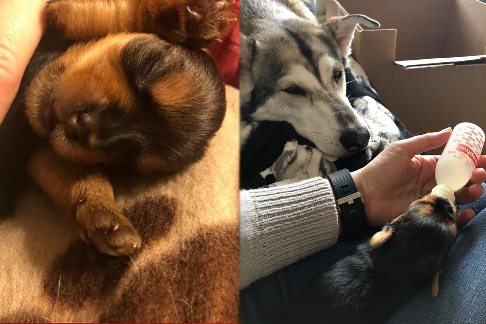 Puppy survives after being nursed back to health by a huge dog hero