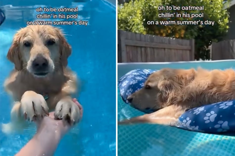 Pool-loving dog goes viral for adorably laid-back lifestyle videos in his favorite place