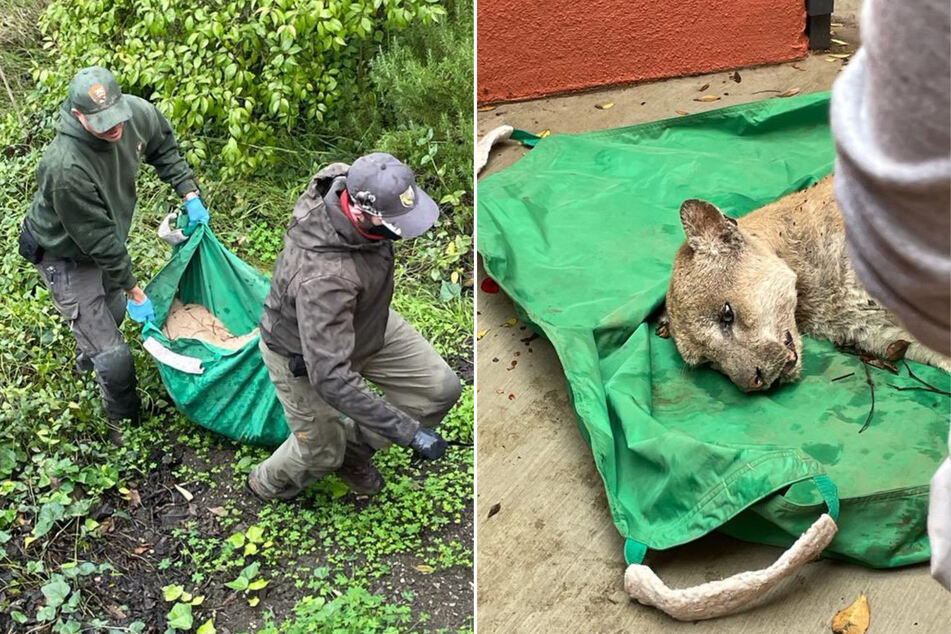 Infamous LA mountain lion gets captured after killing a chihuahua