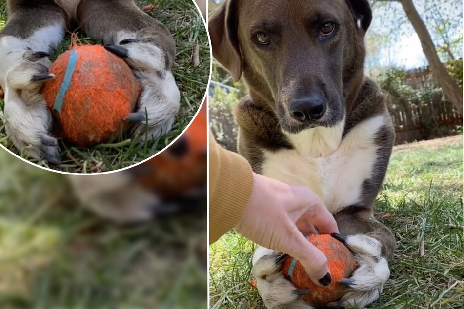 The way he holds it! Dog Fritz has a firm grip on the ball.