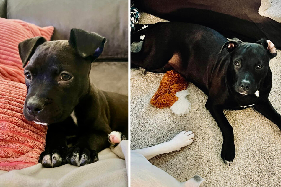 Ridley the dog had a rough start in life.