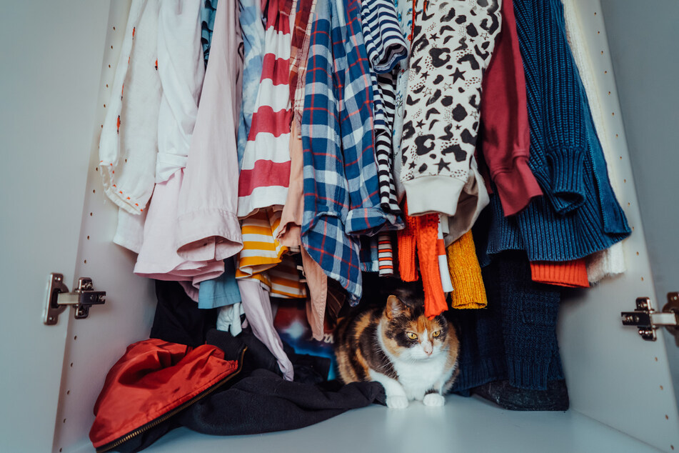 Cats love to hide!