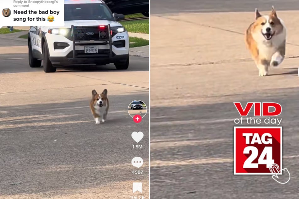 Viral Video of the Day for July 9, 2023: Corgi on the run from the cops!