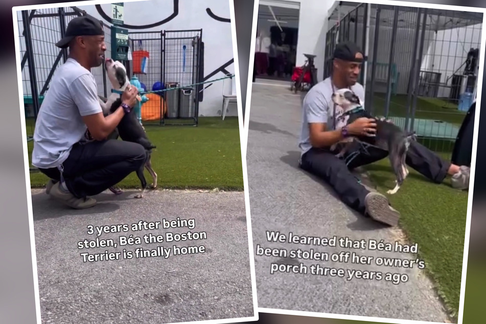 California man cries tears of joy after miraculous reunion with stolen dog