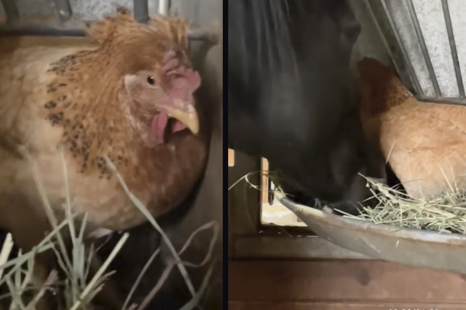 A chicken from California suddenly found herself alone when coyotes killed all her relatives.