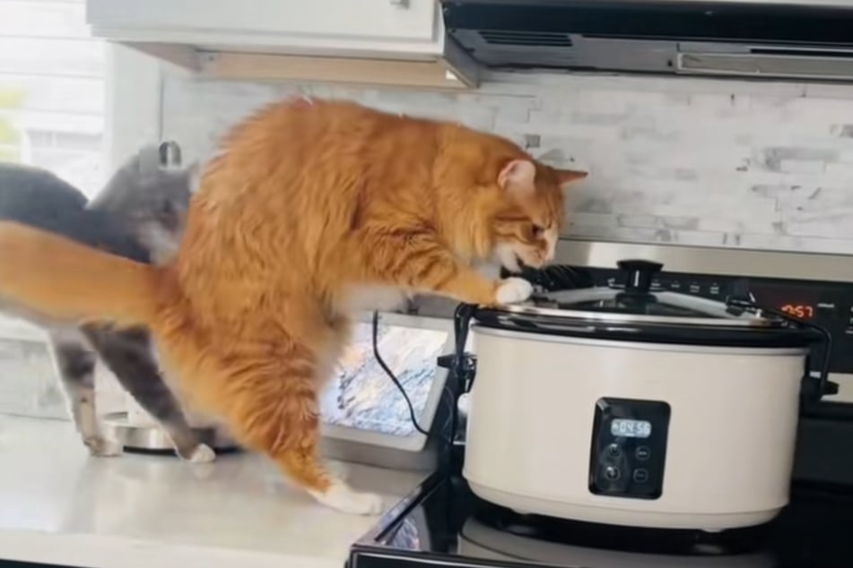 This cat doesn't care who's looking – he's going to find out what's cooking.
