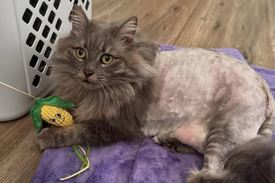 Willow had to have most of her fur shaved after she returned because several injuries needed treatment.
