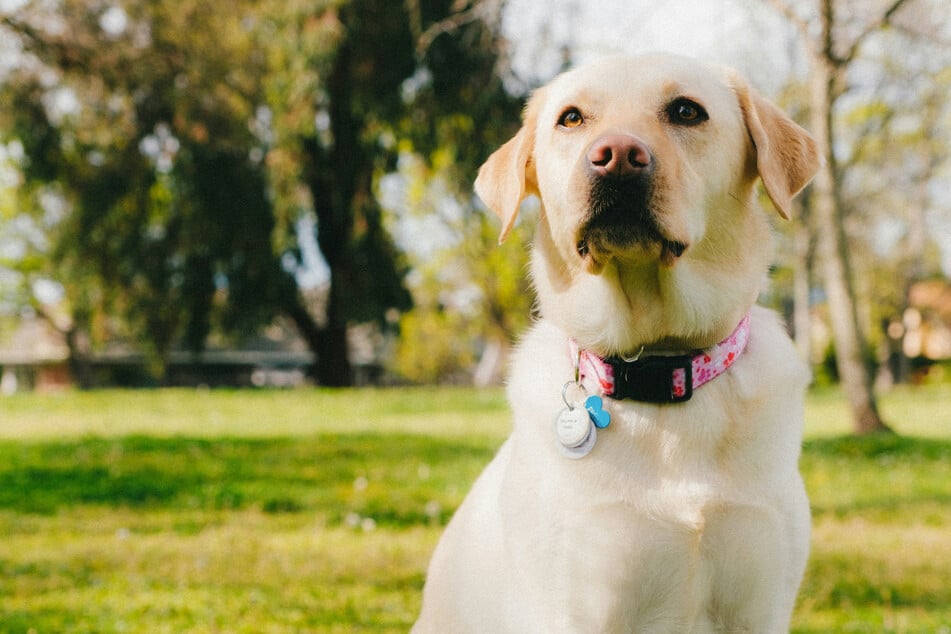 Labradors are beautiful and iconic dogs.