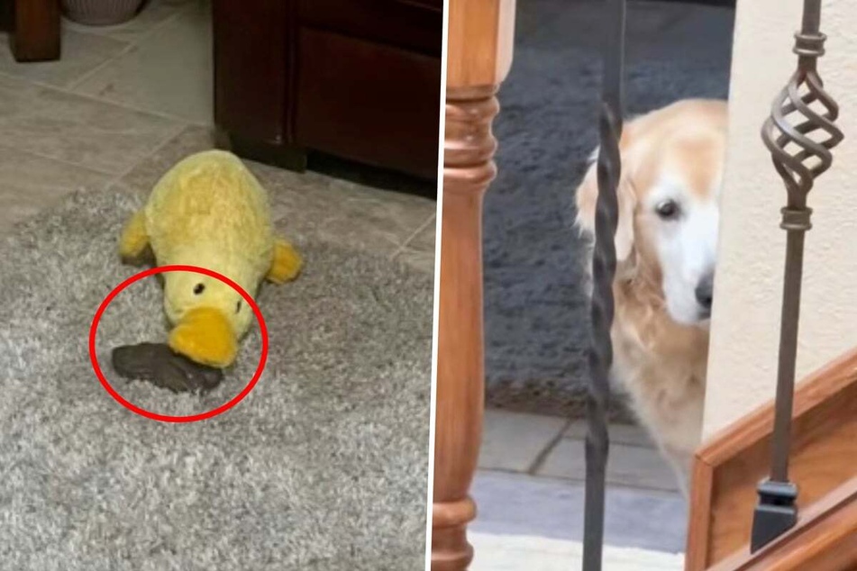 National Dog Day: Golden Retriever blames toy duck for potty accident in hysterical video!