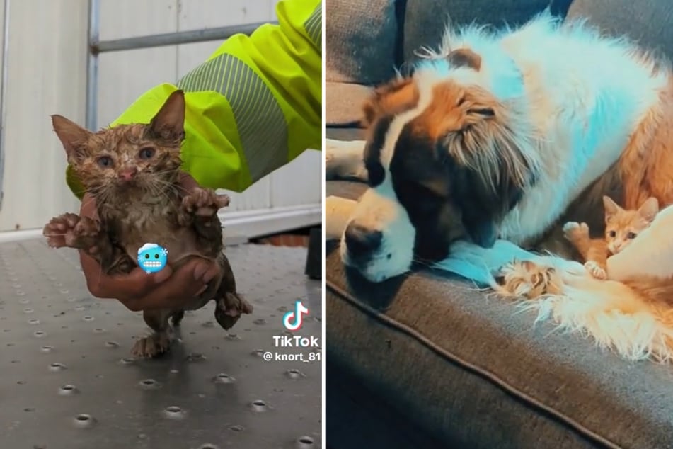 Tiny kitten saved from drowning finds unexpected friend in new home