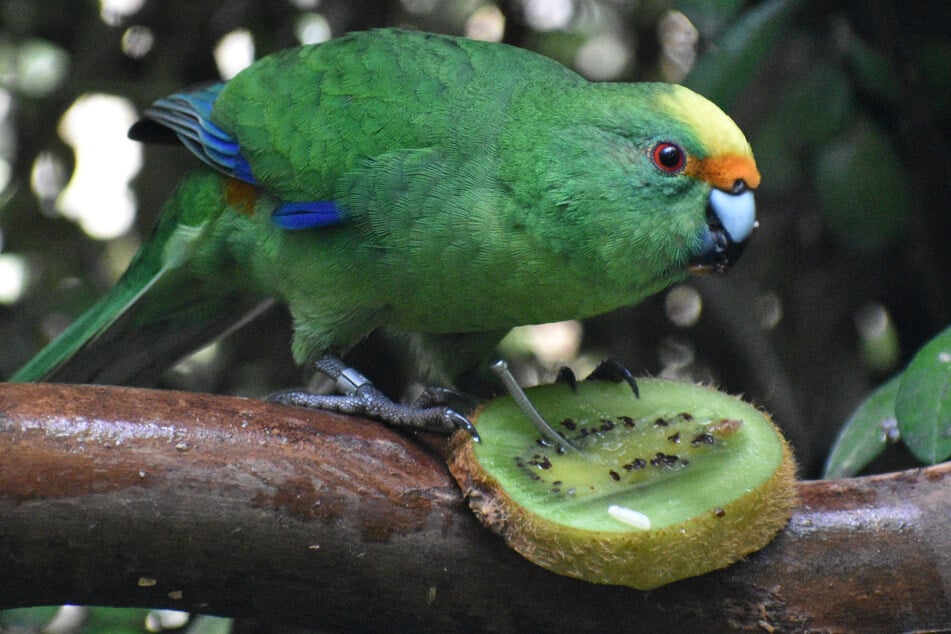 Lusty love birds to the rescue! Enthusiastic parakeet breeding pair keeps species from extinction