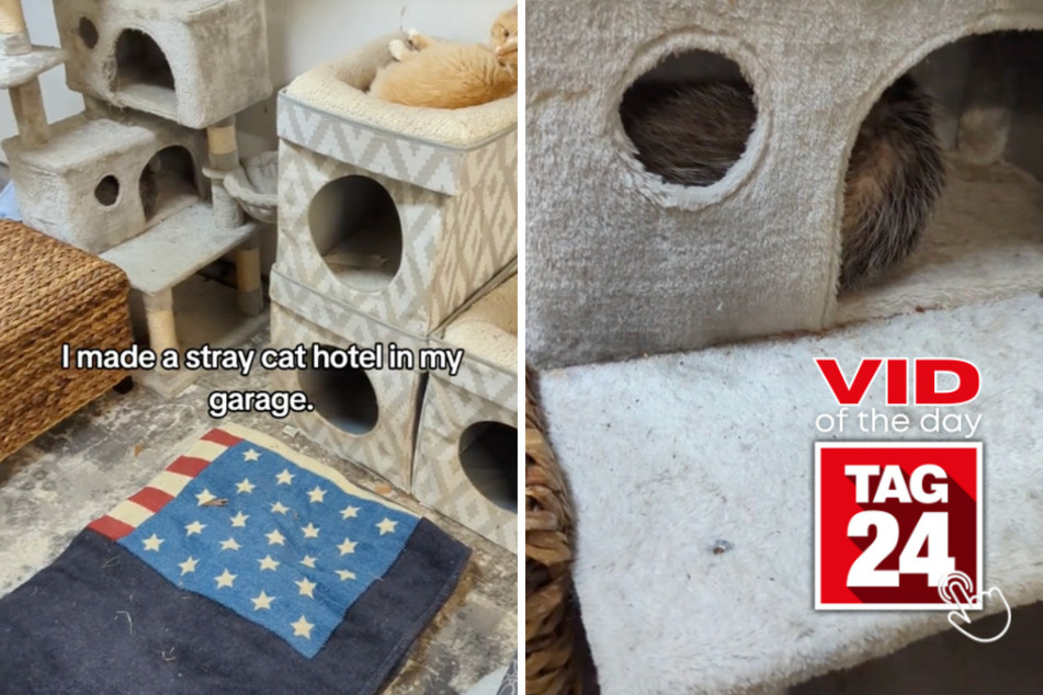 Viral Video of the Day for December 3, 2023: "Stray cat hotel" gets an unexpected guest
