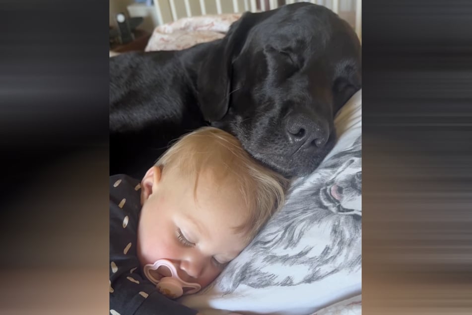 Nothing and no one can separate baby Lilly and her soul dog Elvis.