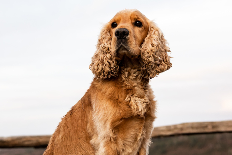 Cocker Spaniels are medium-sized delights, and perfect for apartment life.