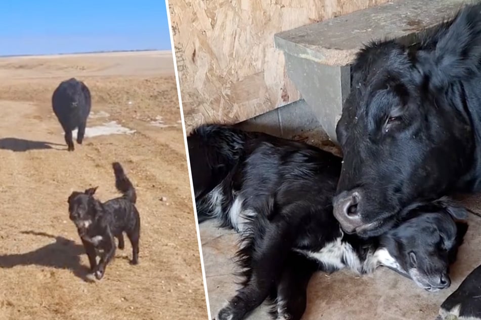 Heartwarming bond between dog and cow has viewers sobbing: "She thinks it's her baby!"