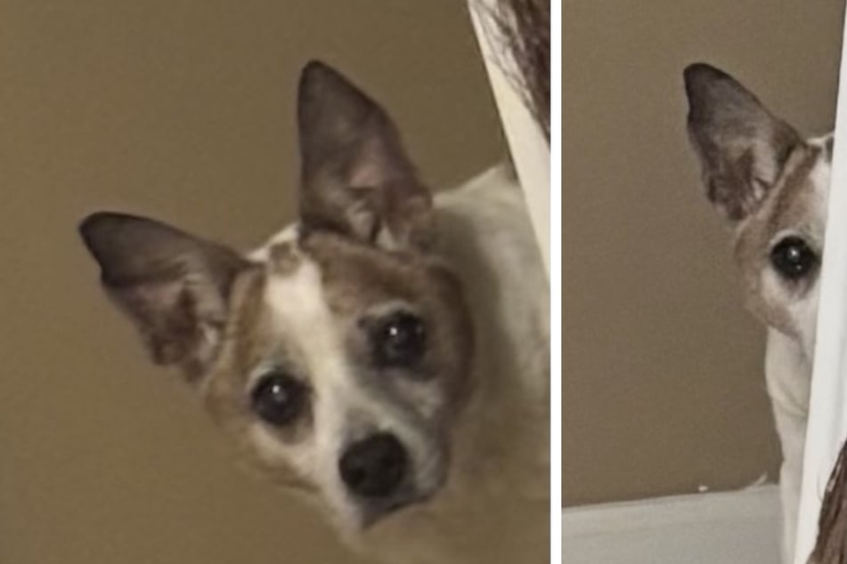 Rescue dog has sweetest habit, and the internet is crying: "That, my friend, is love"
