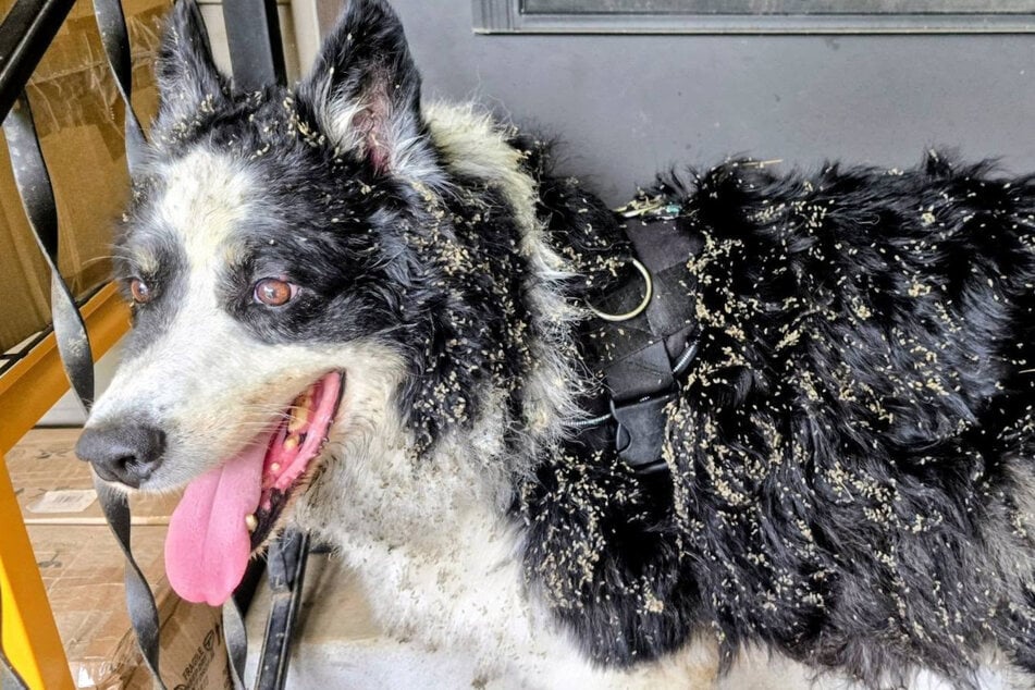 How this dog from Oklahoma ended up in North Carolina will probably remain a mystery.