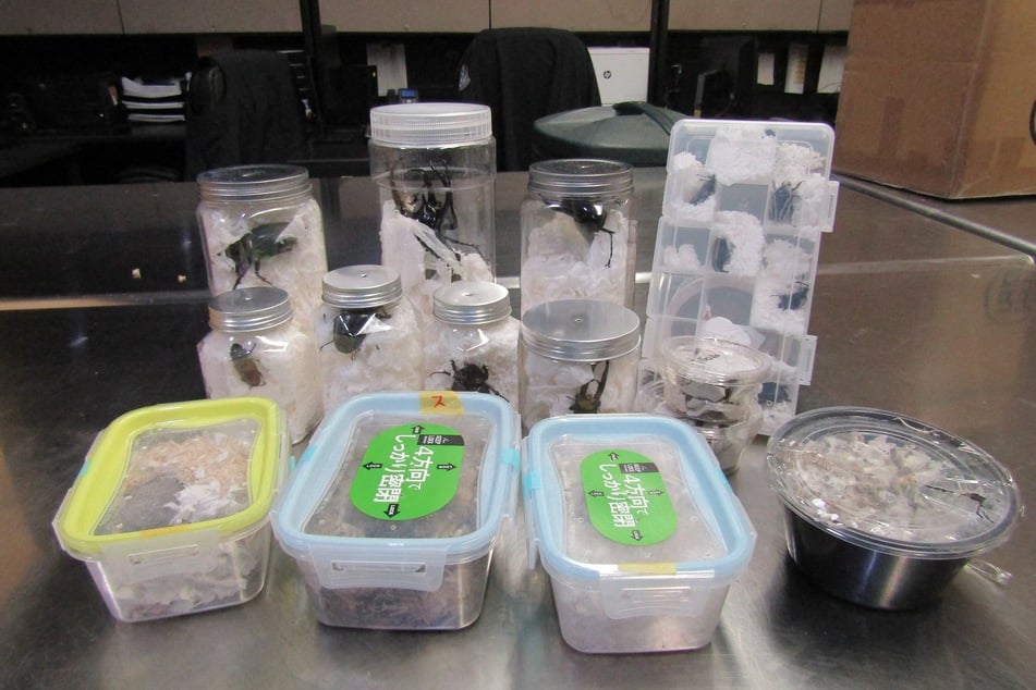 This undated handout photo released by US Customs and Border Protection (CBP) on Wednesday shows beetles that were found concealed inside multiple packages of Japanese snacks at Los Angeles International Airport.