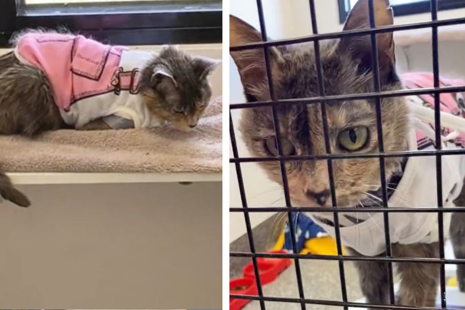 Elderly cat's sad story gets a happy ending thanks to TikTok