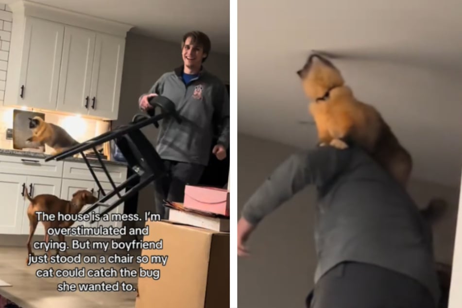 Cat is given a boost to hunt a bug on the ceiling: "It's the littest things"