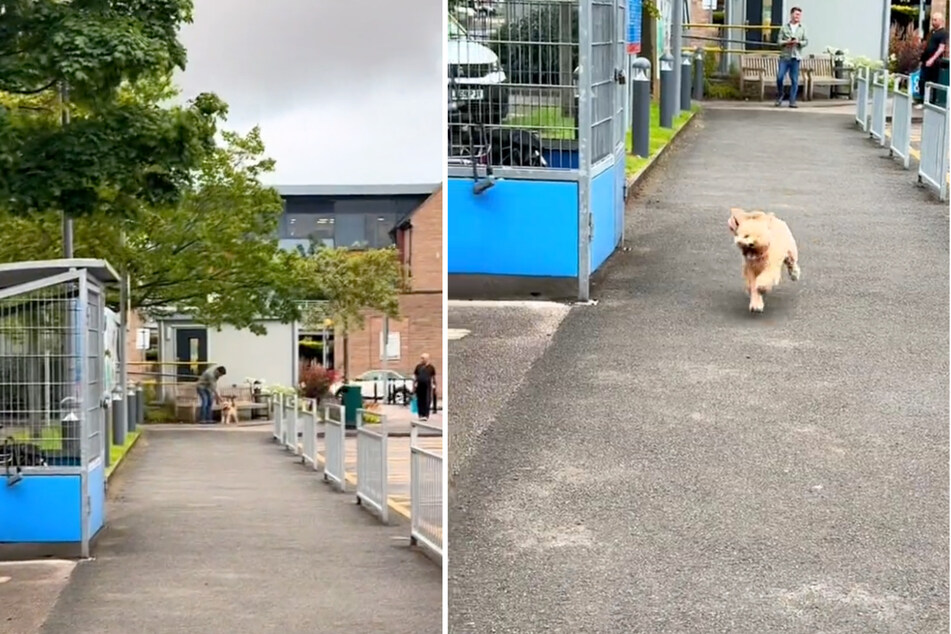 Robin's beloved dog Sandy awaits Robin in the hospital after his long shift.