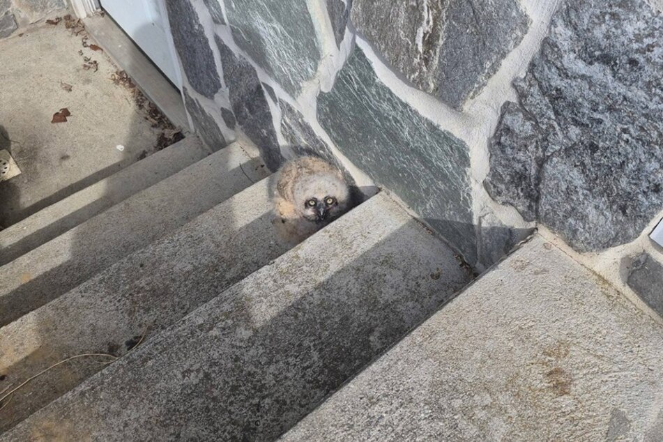 A lost owlet was in need of a mama bird, and luckily, a wildlife center had the perfect adoptive parent!