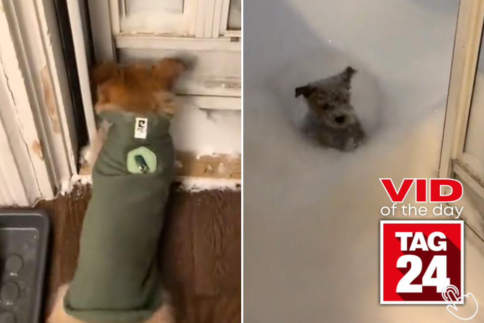 This pup was SO ready for a snow adventure... until he realized it was feet deep!