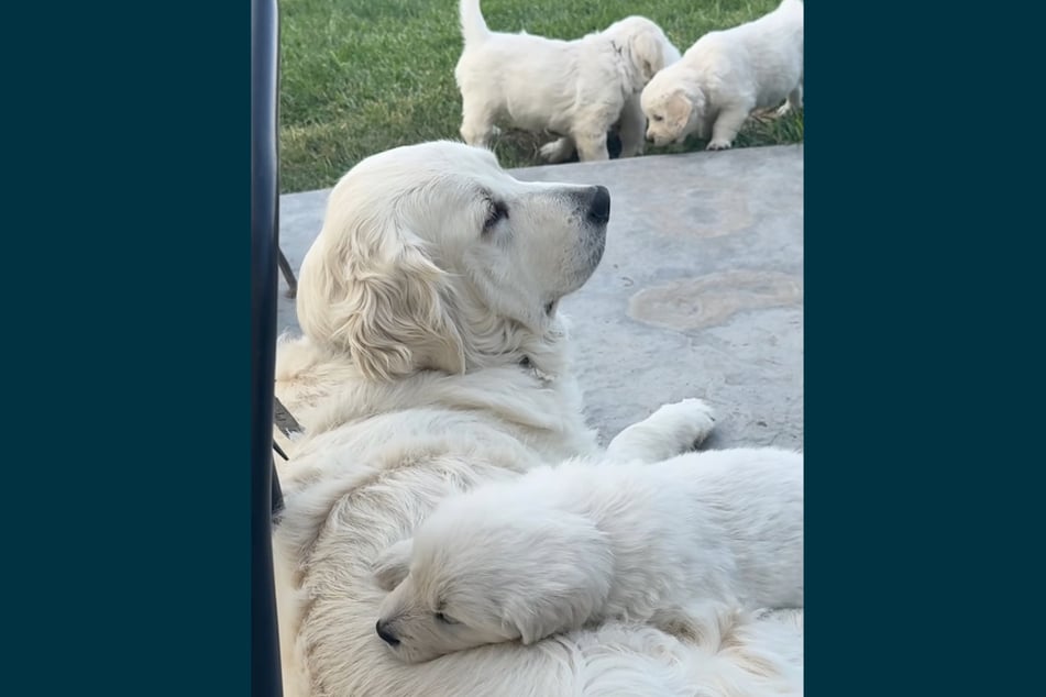 In the second part of the video, senior dog Lucy shows her gentle side.