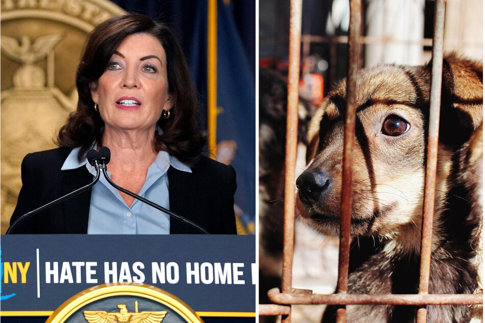 Gov. Kathy Hochul signs law banning breeder sales in NY pet stores