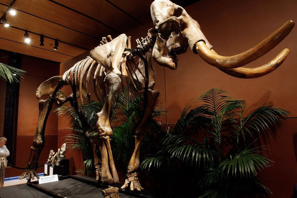 3D genome extracted from "freeze-dried" woolly mammoth