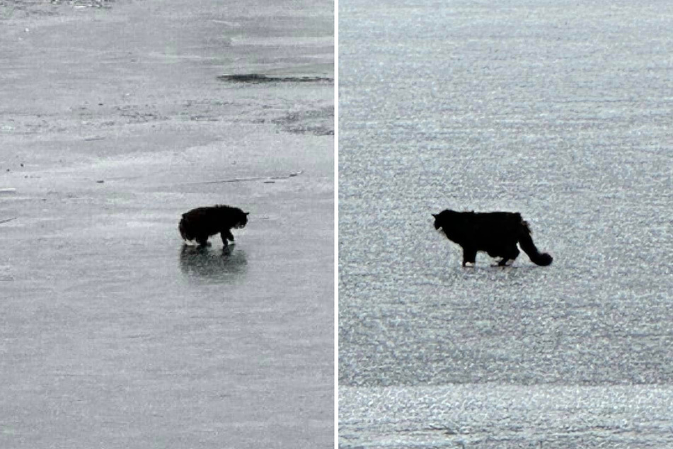 A blind cat was stuck in the middle of a frozen lake and didn't know where to go. Luckily, helpers were able to rescue him at the last second!