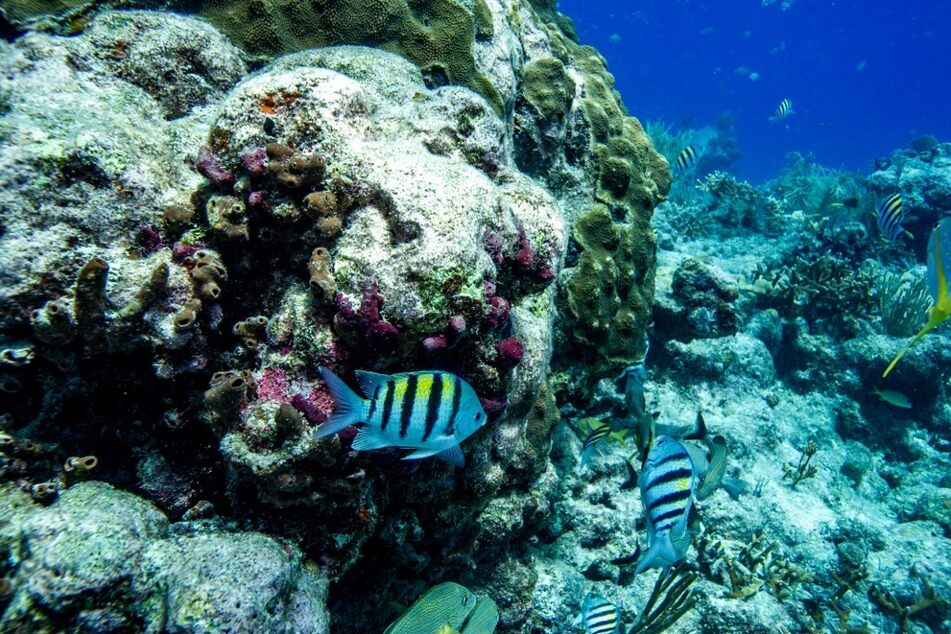 Sergeant Major fish swim around a coral reef in Key West, Florida.